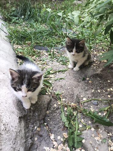 отдам котята: Мальчик