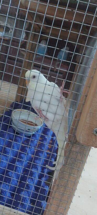 немецкая овчарка в баку: Valnitsi papuqay 1 ay 20 günlükdür. qiyməti 10 manat. Qiymət sondur