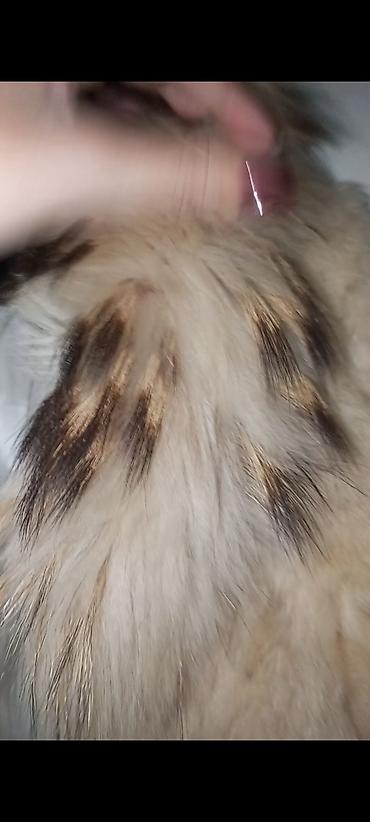 Krzneni kaputi: Bunda KOPENHAGEN by Andersen original . Krzno zec i kragna rakun - — 7