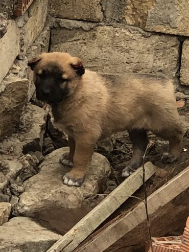 İtlər: Qurdbasar, 1 ay, Erkek — 10