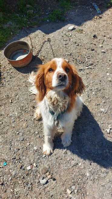 cins itlər: Retriever, 2 il, Dişi, Pulsuz çatdırılma