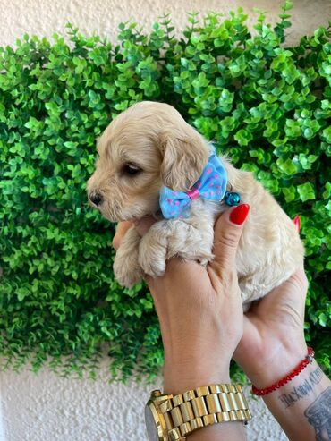 Psi: Odgajivacnica pasa "Happy Puppies" ima u ponudi prelepe stence — 9
