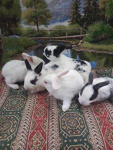 Dovşanlar: Dovşan yemi 2-azn Bala Dovşanlar 5azn. Apilka (Yonqar 1.50azn) — 25