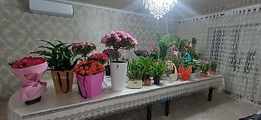 Аглаонемы: Комнатные растения в декоративных кашпо - Ажурные азалии с обильным — 5