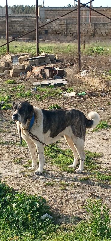 İtlər: Qurdbasar, 4 il, Dişi — 9