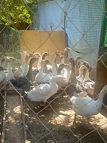qarğa balası satılır: Salam qazlar 27manat — 4