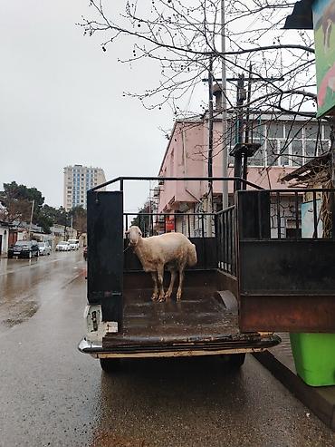 VAZ (LADA): Qiymet 5000 deyilir razılaşmaq olar — 9