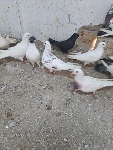 Göyərçinlər: Salam. goyercinler kom 6 manat tek tek 8 manat. goyercinle Bakının — 10