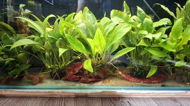 Аквариумы: Аквариумные растения — живые, выращенные в воде Предлагаются — 3