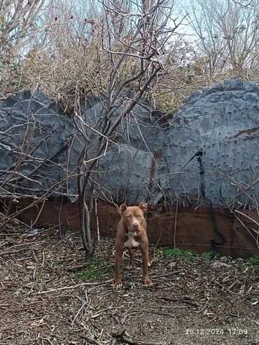 heyvan satışı tap az: Pitbul, 1 il, Dişi, Peyvəndli, Ödənişli çatdırılma