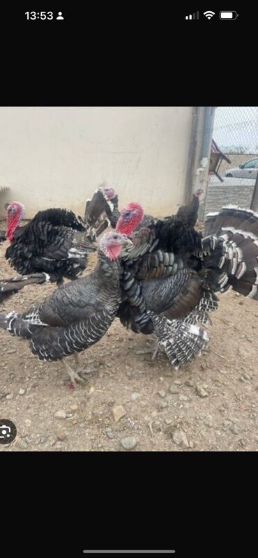 Inəklər, öküzlər: HUNDUŞQA SATİLİR KQ FƏRƏ 17 AZN XORUZ KQ15 AZN İSTƏYƏ BAĞLİ TƏMİZLƏNİB