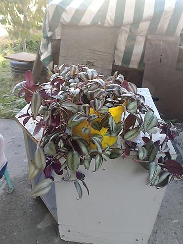 традесканция: Традесканция (Tradescantia zebrina) — ампельное комнатное растение — 2