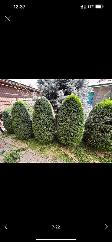 Дворники, садовники: Я садовник приходящий раз в неделю 👷🏻‍♂️🧑🏻‍💻👨🏻‍🎨 дизайнер ландшафт — 7