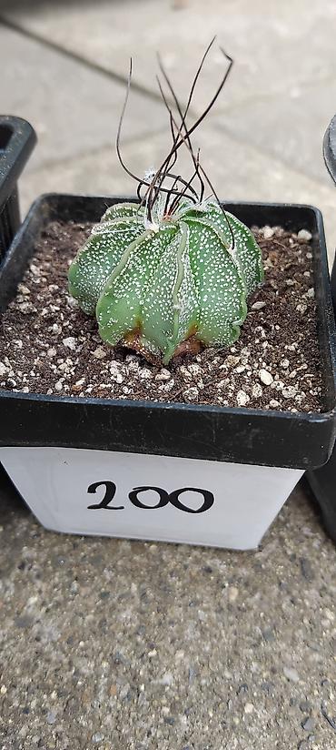 sadnice jagode: Astrophytum capricorne – kolekcijski kaktusi u saksijama - Vrsta — 2