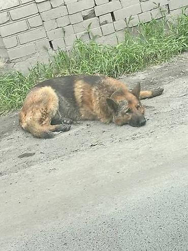 Бюро находок: Пропала собака — немецкая овчарка, кличка Рик, 8 лет. - Порода — 2