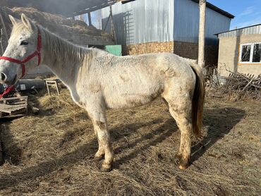 Лошади, кони: Продаю | Кобыла (самка) | Рабочий — 6