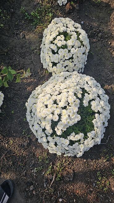 Семена и саженцы: Саженцы — 3