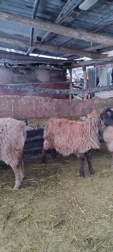 Бараны, овцы: Продаю | Баран (самец) | Для разведения | Осеменитель at lalafo.kg — 6 Бараны, овцы: Продаю | Баран (самец) | Для разведения | Осеменитель — 6