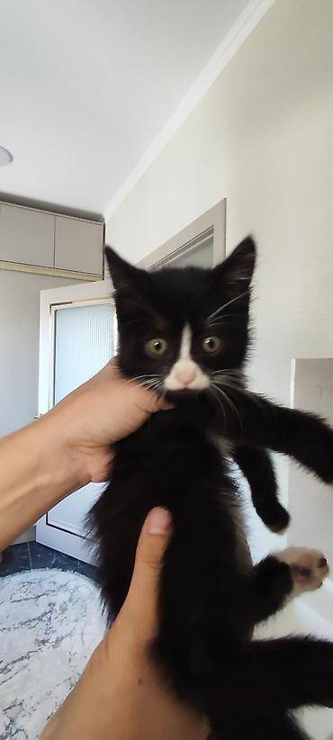 Продажа кошек: Отдам котёнка в добрые руки 🐾 Девочка, 3 месяца. Очень умная, ласковая — 5