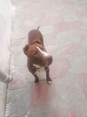 pitbull satisi: Pitbul, 5 ay, Dişi, Ünvandan götürmə — 2