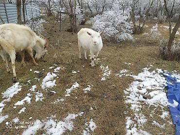 Keçilər, çəpişlər: Sistemləri Saanen keçiləri temiz saf qan keçiləri.iki dişi bir teke — 12