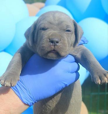 Psi: Cane Corso štenci U ponudi veoma perspektivni štenci iz različitih — 3