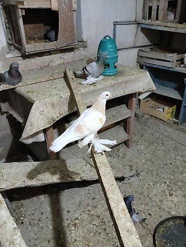 Птицы: Продаю молодых голубей 1 шт стоит пятьсот сом окончательно родители — 25