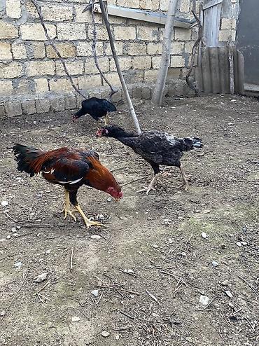 Toyuqlar: Toyuq, Damazlıq, Ödənişli çatdırılma -da lalafo.az — 3 Toyuqlar: Toyuq, Damazlıq, Ödənişli çatdırılma — 3