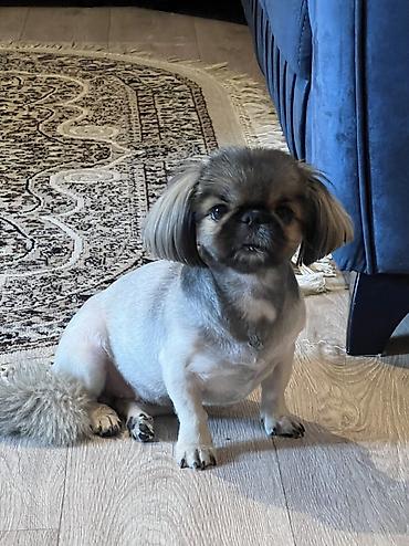 it bazari 2018: Pekines, 2 il, Dişi, Cütləşmə üçün — 3