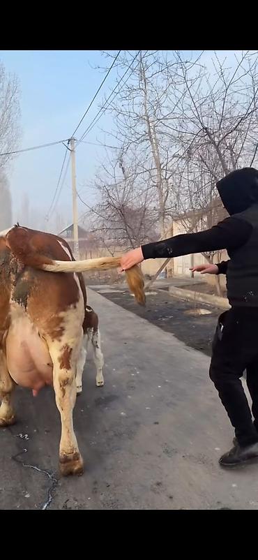 Inəklər, öküzlər: Simental tipli sağmal inək buzağı ilə birlikdə. Xüsusiyyətlər: - — 8