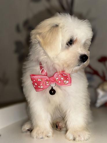 İtlər: Pudel, Peyvəndli — 1