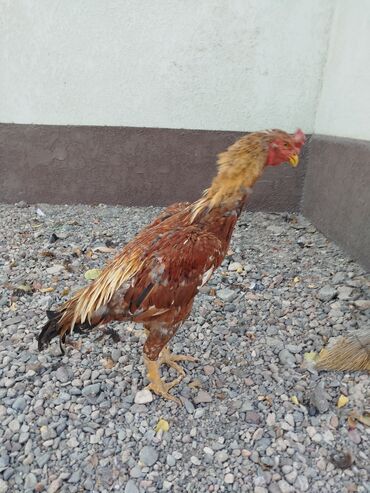 дом кошек: Дакан короз сатылат активный алмашу жолдору бар адрес Заря Тынчтык