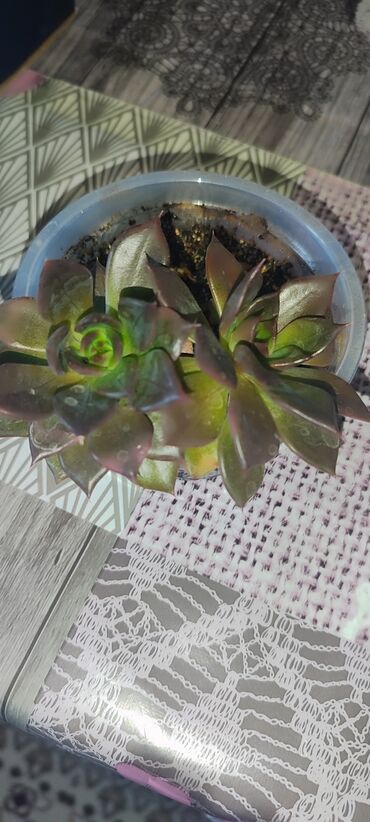 Другие комнатные растения: Бишкек мкрн Кок Жар и рабочий городок! Пеларгония карликовая - — 14