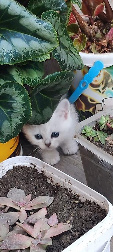 Pişiklər: Britan — 13