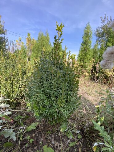 Декоративные деревья: Саженцы деревьев: Туи, Платная доставка — 5