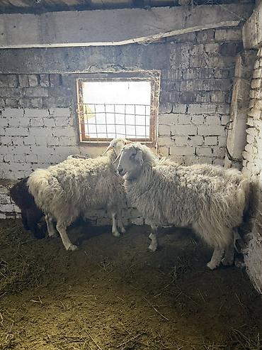 Баран, овца: Продаю | Овца (самка) | На забой, Для разведения | Матка — 10
