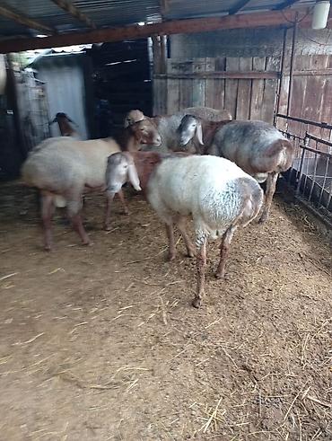 Башка жаныбарлар: Продам кочкоров, возраст 9месяцев.цена35 т.сом — 3
