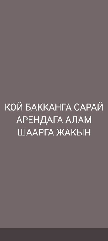 тандыр арендага алам: Кой бакканга сарай арендага алам