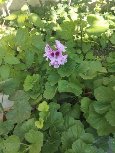 orxideya gul: Pelargonia 8 azn satilir. Petunia 12 azn satilir. Beqoniya 30 azn