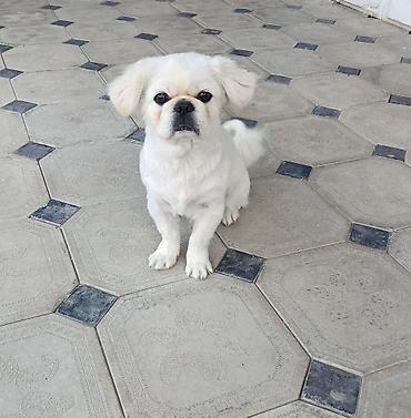 it satislari: Pekines — 2