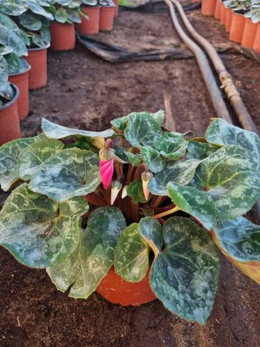 Otaq bitkiləri: 1Gullerin satişi unvanniza odenişli çatrlmada var karistan karpiz — 15