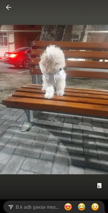 İtlər: Pudel, 8 ay, Dişi, Peyvəndli, Ünvandan götürmə