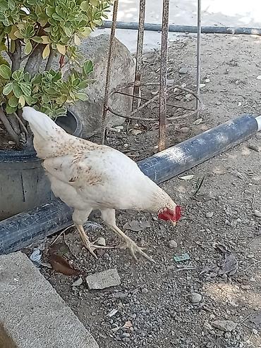 samoyed qiymeti: Toyuq, Yumurtalıq — 4