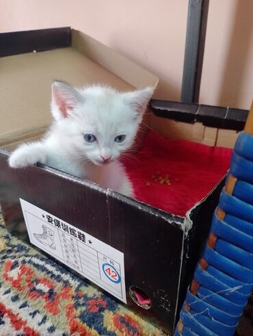 скотиш фолд шотланская вислоухая 1 месяц деврчка серый: Отдам котенка девочка1 месяц кушает обучена к лотку