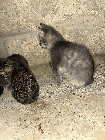 beyleqan sortu qoyun: Tabbi, Yaxşı əllərə — 5