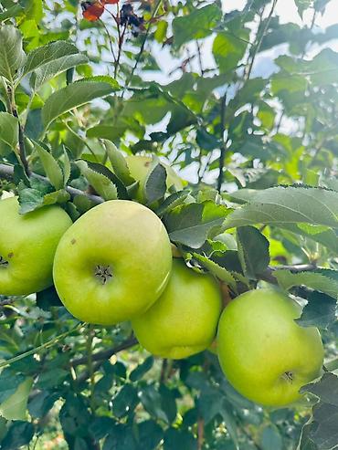 Вишня: 🌱🍎 КАЛИРОВАННЫЕ САЖЕНЦЫ ПЛОДОВЫХ ДЕРЕВЬЕВ В ПРОДАЖЕ! 🍎🌱 Опыт -40 лет — 5