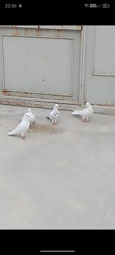 Quşlar: 4 eded quwlar satilir ela saxlamali heyvandilar iki erkey iki maya — 1