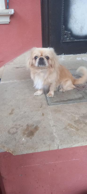 Pekines, 4 ay, Erkək, Peyvəndli lalafo.az -da Pekines, 4 ay, Erkək, Peyvəndli