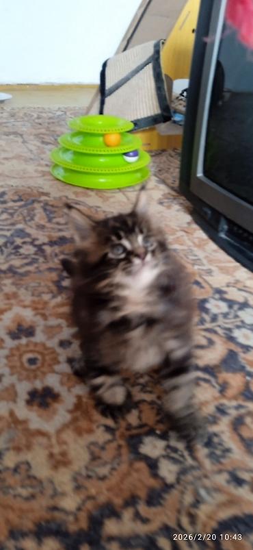 Продажа кошек: Мейн-Кун!!! Тигрёнок 🥰. Продается Шикарный, чистокровный котик от — 7