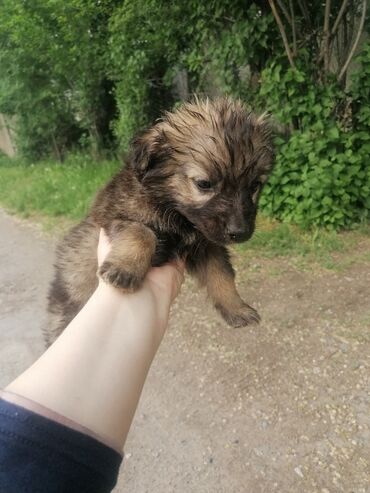 ротвейлер щенки бесплатно: Собака даром: 2 месяца, Самка